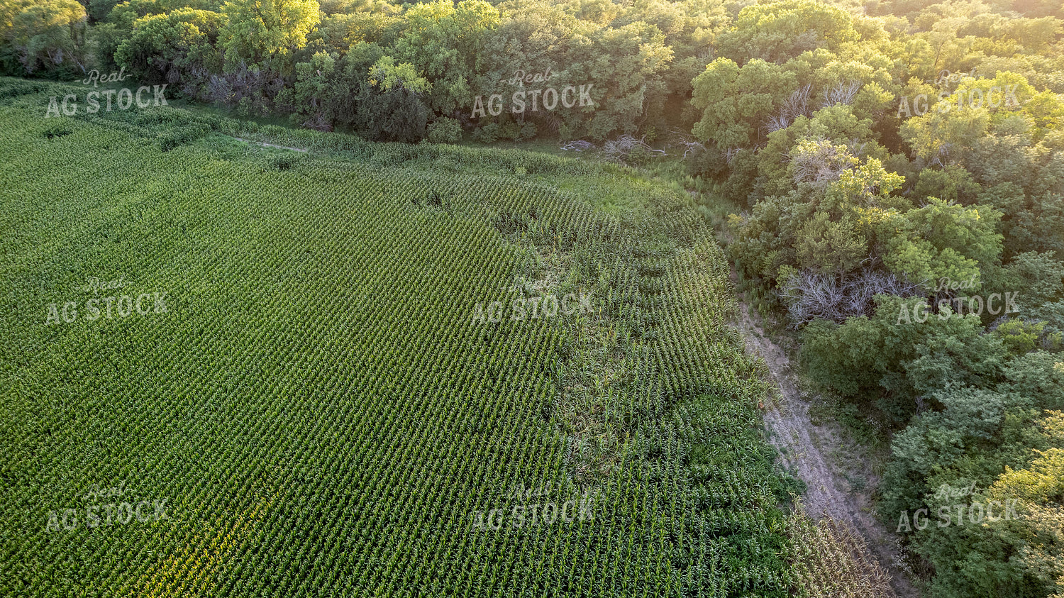 Aerial of Downed Corn 65440