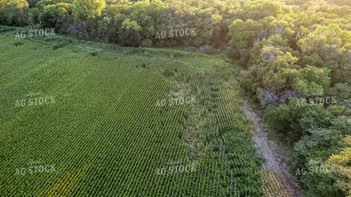Aerial of Downed Corn 65440