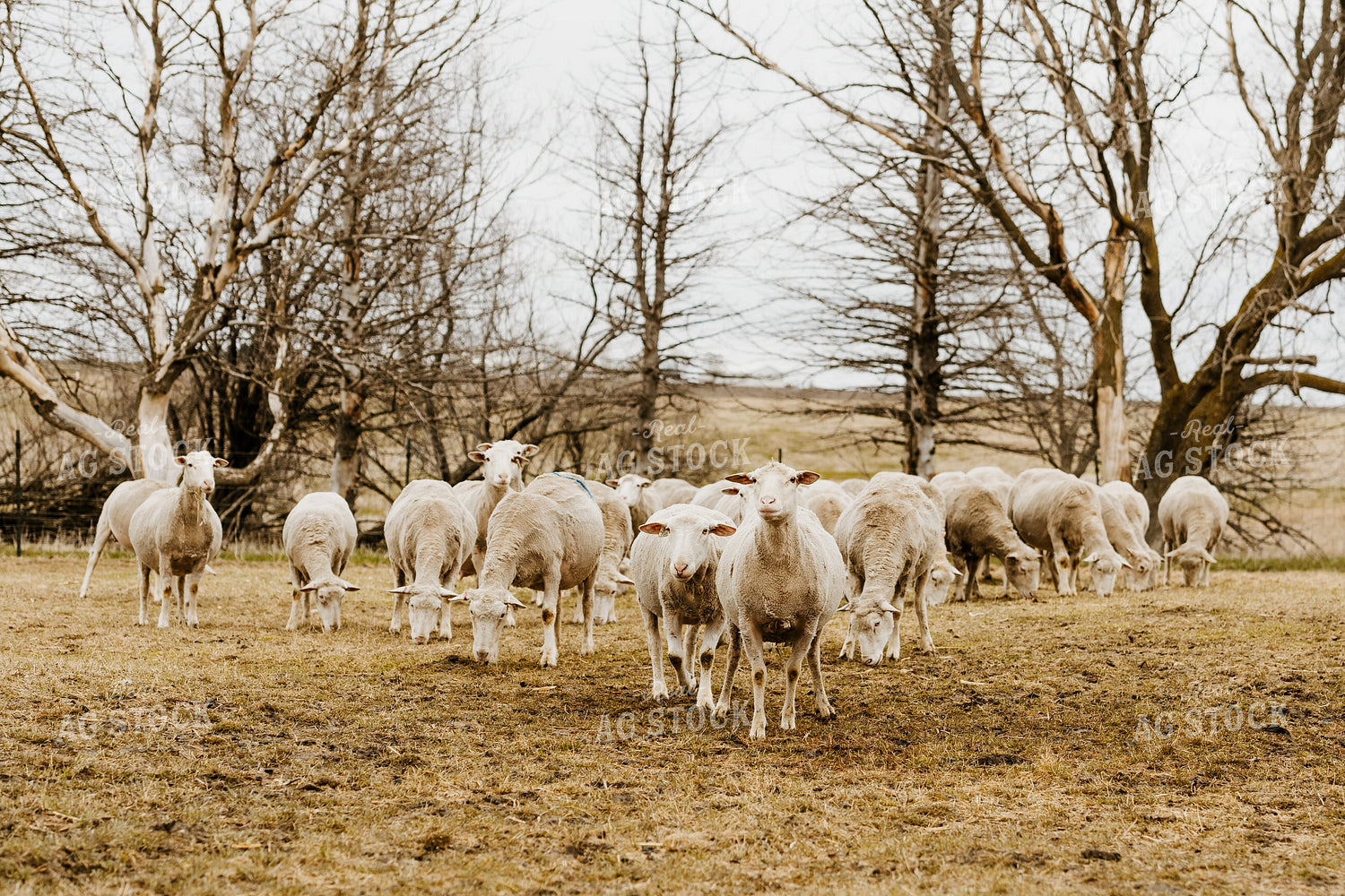 Sheep Grazing in Pasture 68146