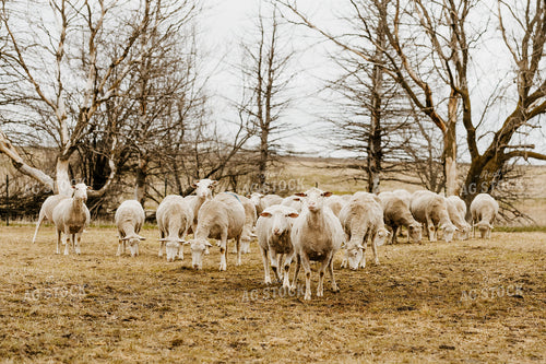 Sheep Grazing in Pasture 68146