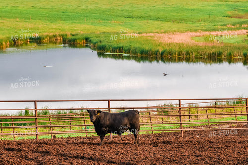Black Angus Bull 299040