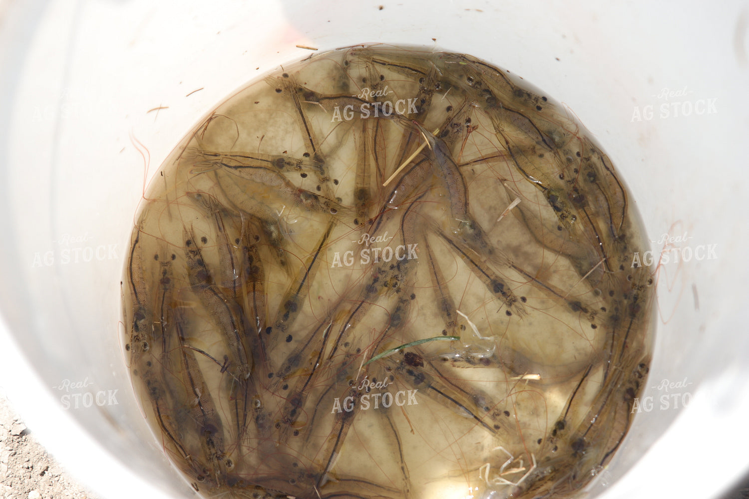 Shrimp 102181