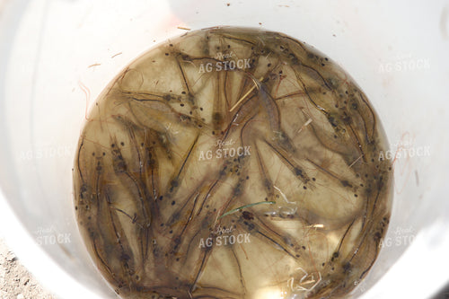 Shrimp 102181