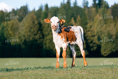 Longhorn Calf 178010
