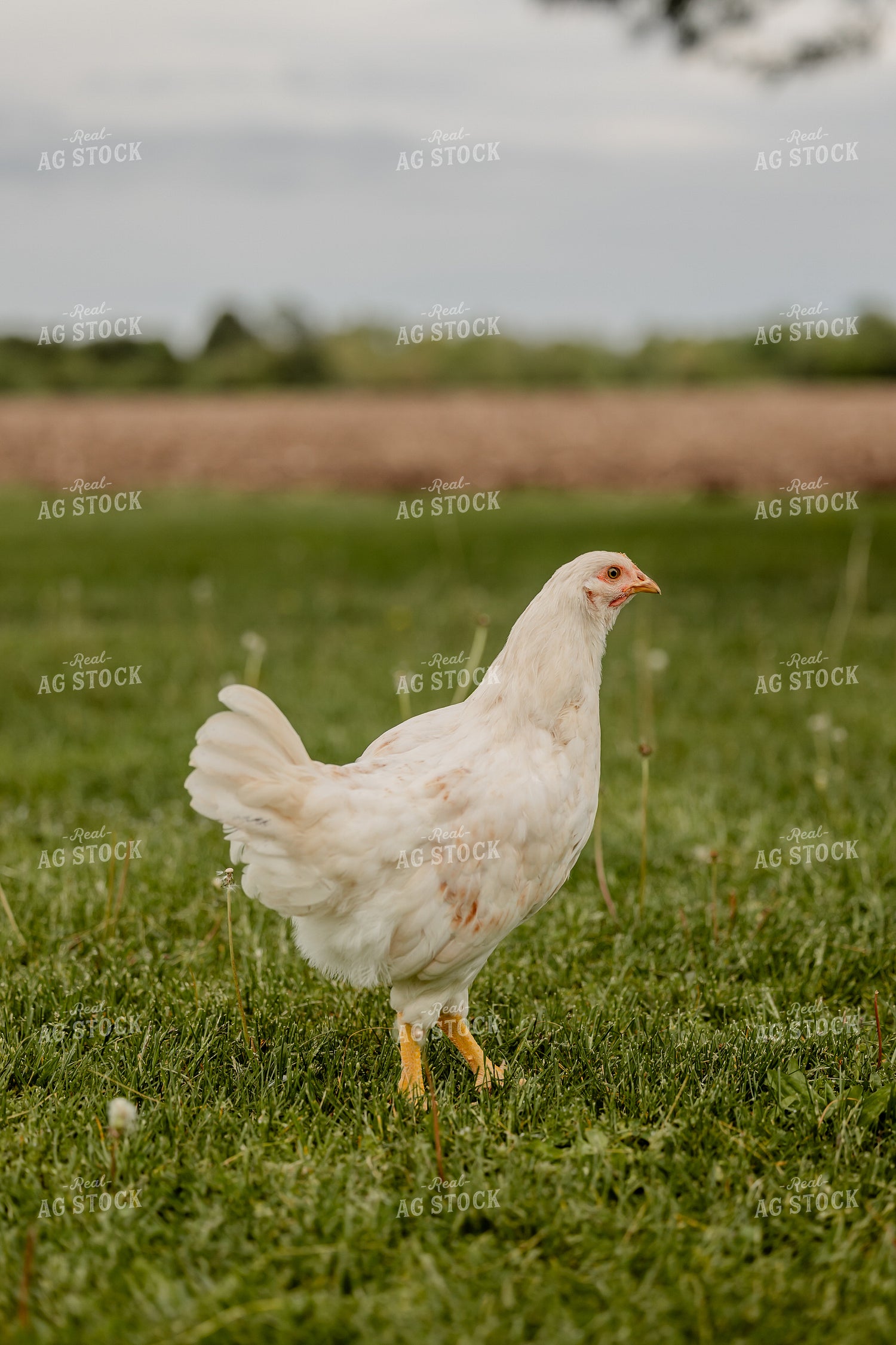 Pullet Laying Chicken 104082