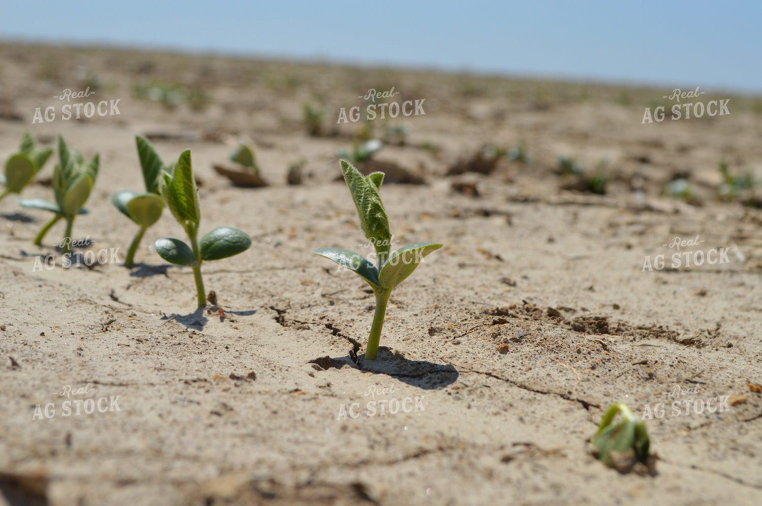 Early Growth Soybeans 206017