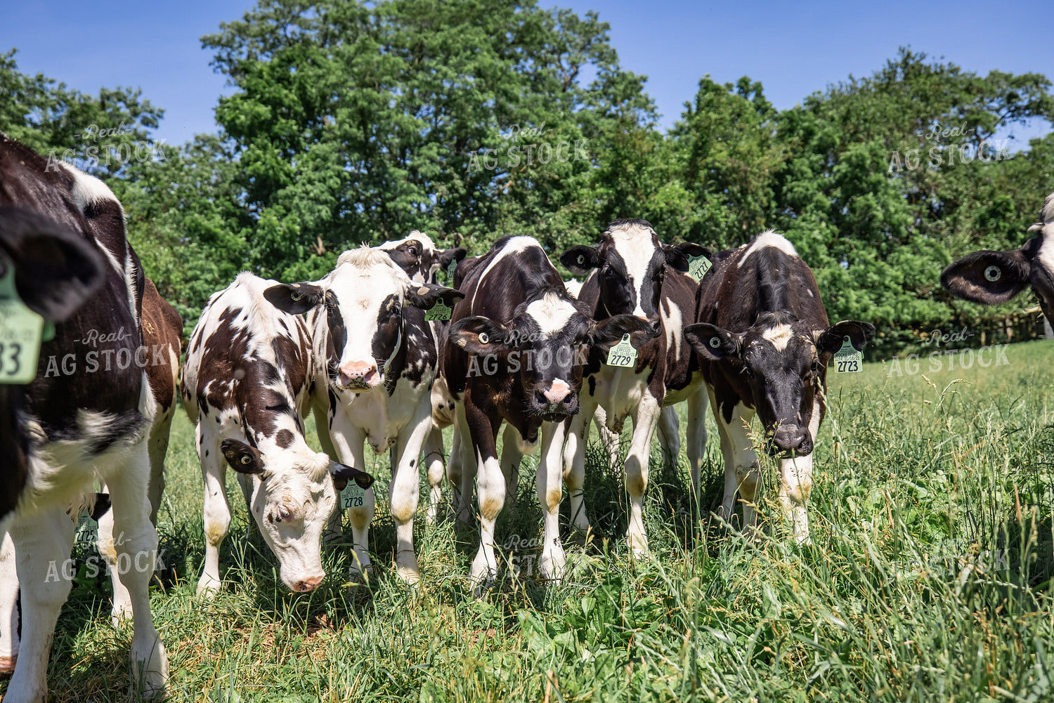 Holstein Calves on Pasture 270352