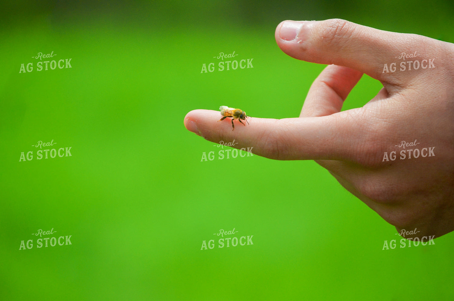 Bees 166007