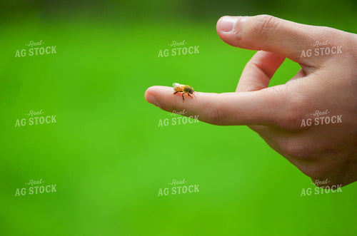 Bees 166007