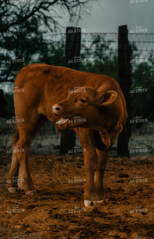 Calf 58296