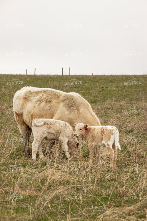 Cow Calf Pair 155130