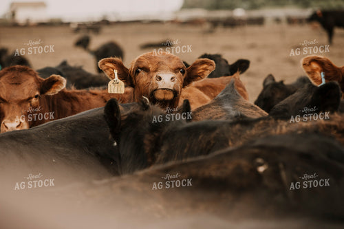 Feedyard 2999