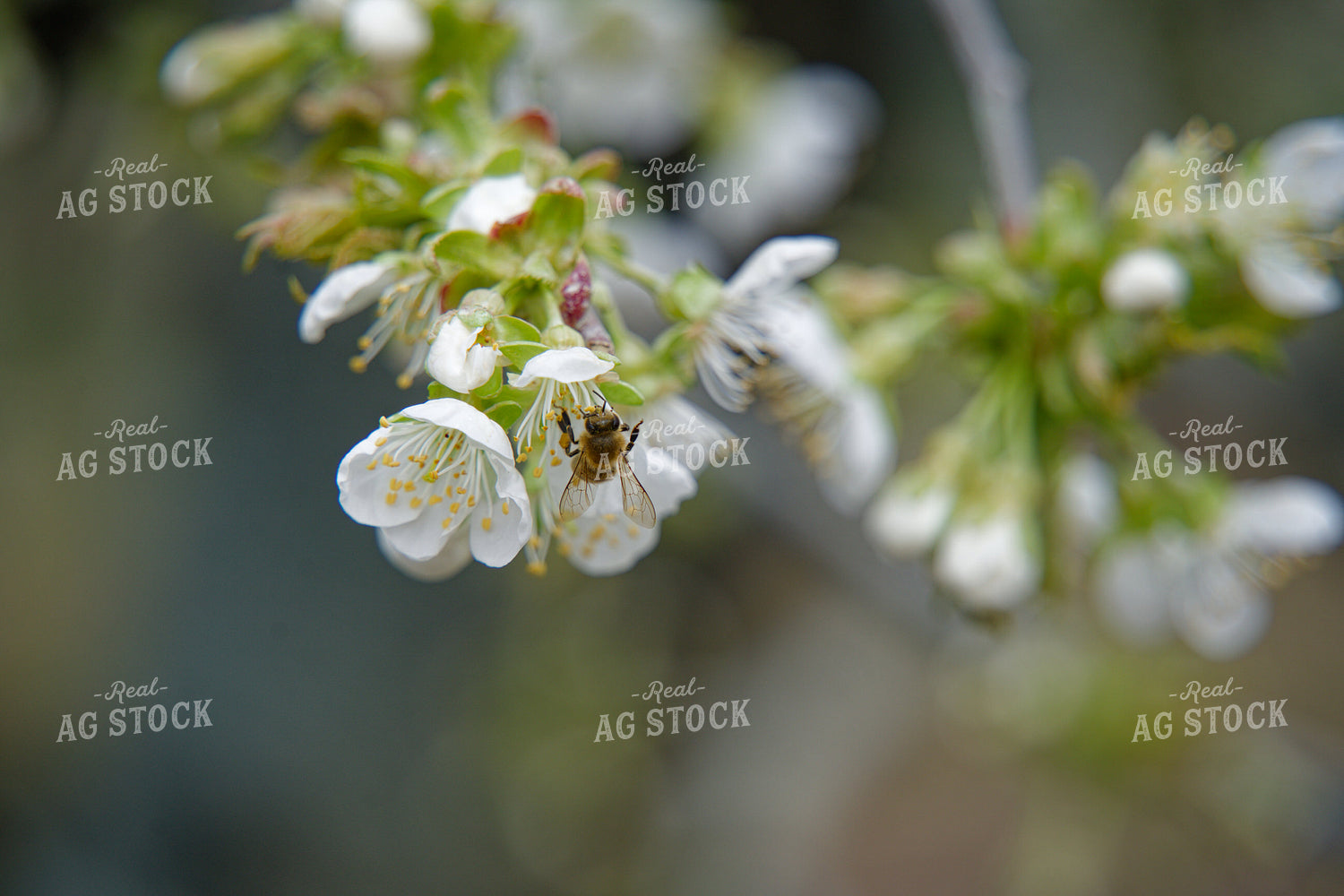 Bee on Cherry Blossom 146087