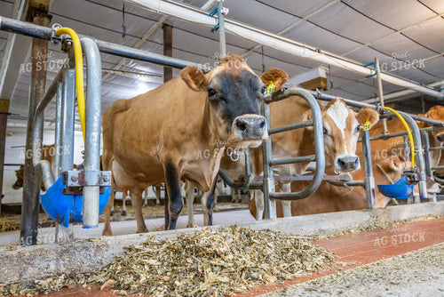 Jersey and Guernsey Cattle in Sand Beds 270447