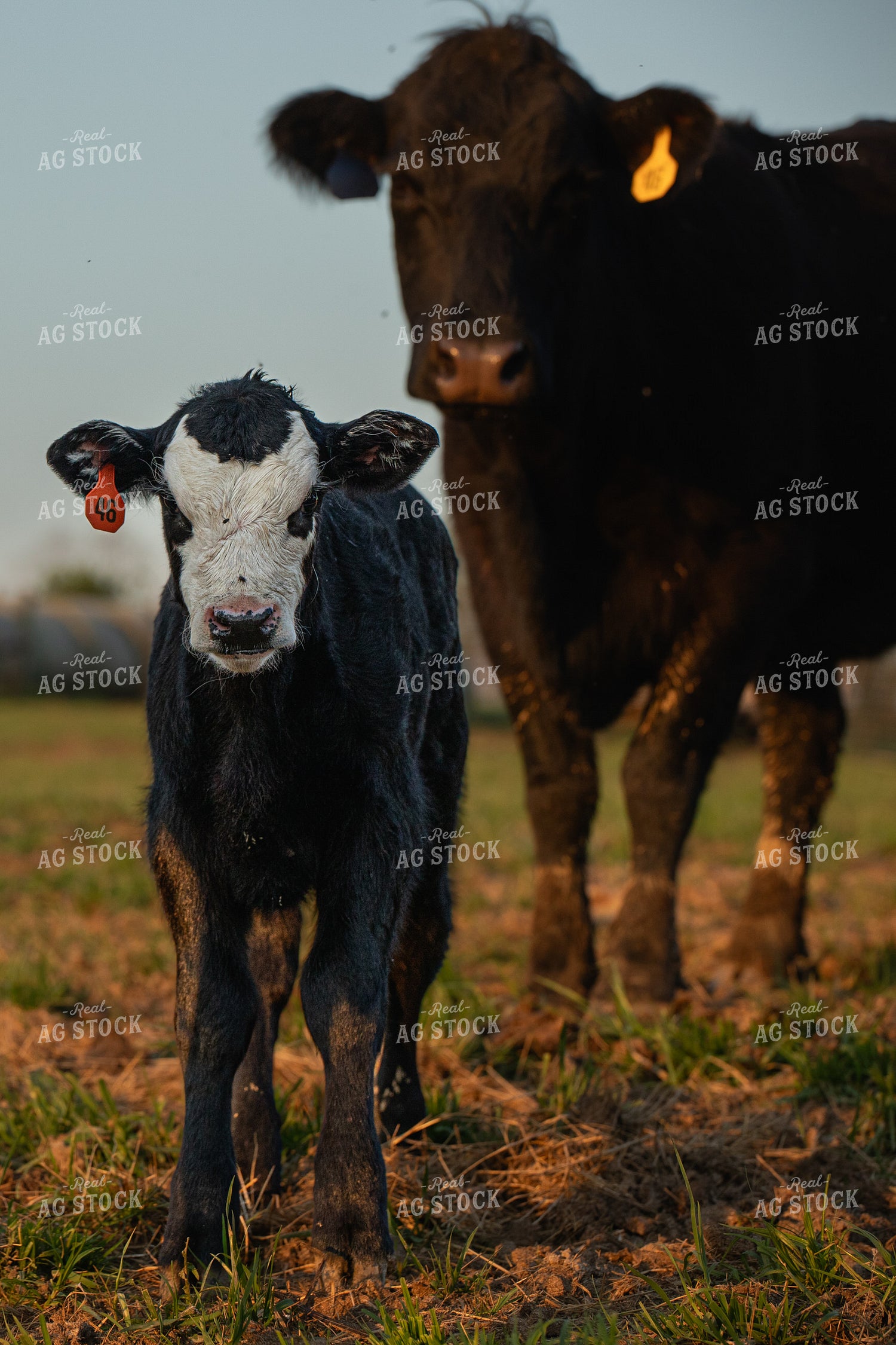 Cow Calf Pair 189024