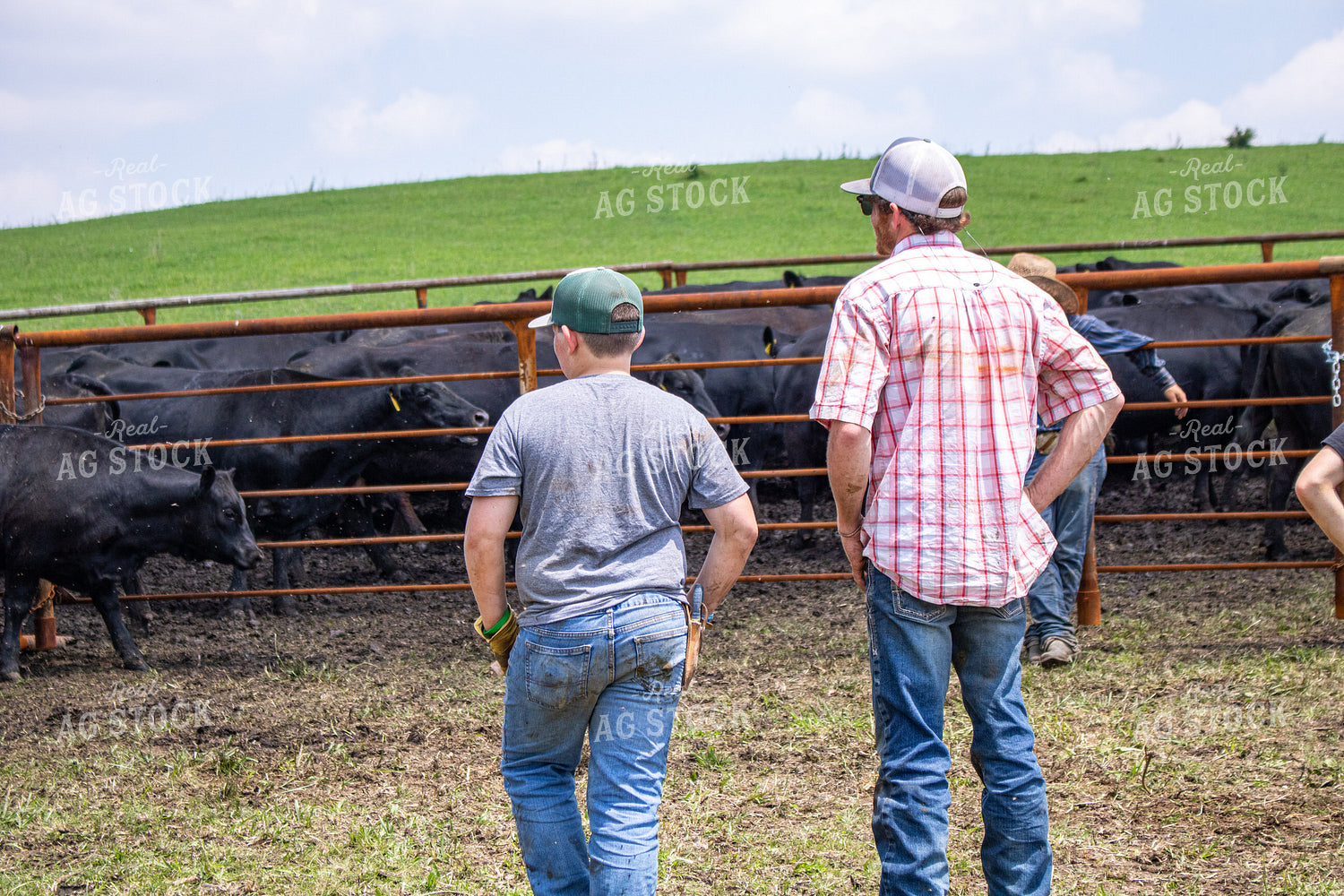 Ranchers Working Cattle 214207