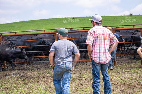 Ranchers Working Cattle 214207