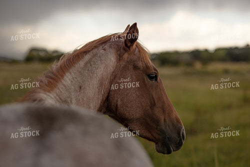 Horse Close Up 304026