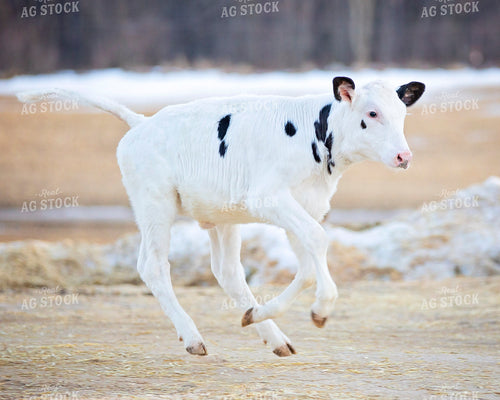 Holstein Calf 55067