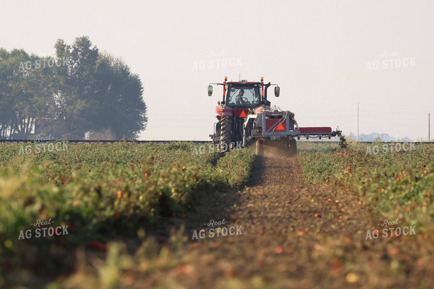 Tomato Harvest 109170