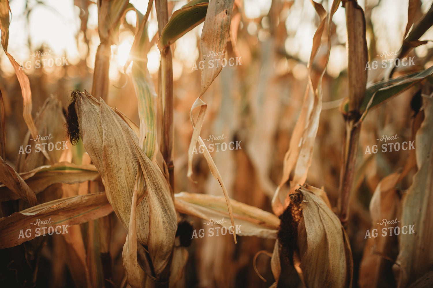 Dried Corn with Sunflare 3416