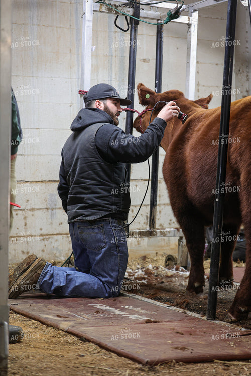 Clipping Cattle on Show Day 52341