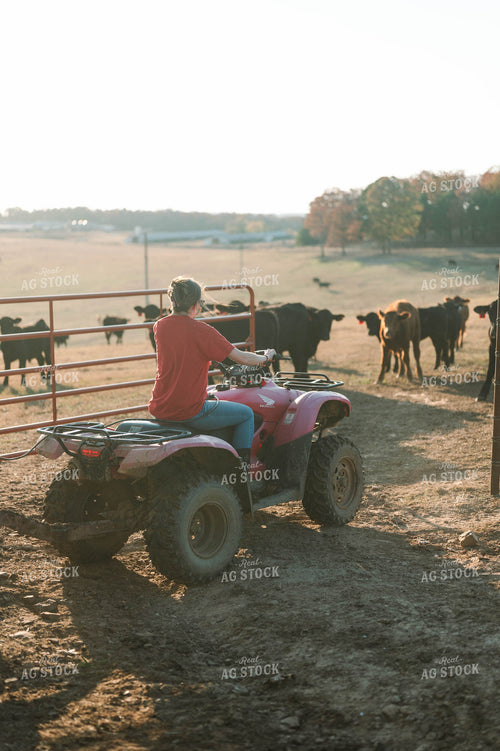 Female Farmer Feeding Cattle in Pasture 125220