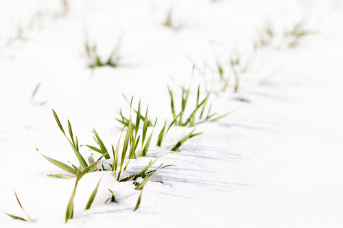 Winter Wheat in Snow 157129