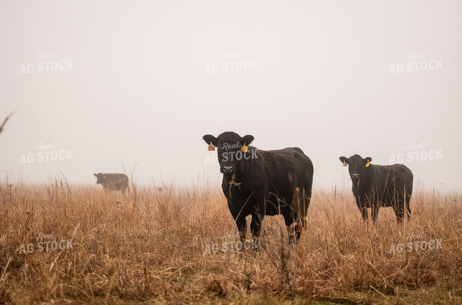Cattle in Pasture 219094