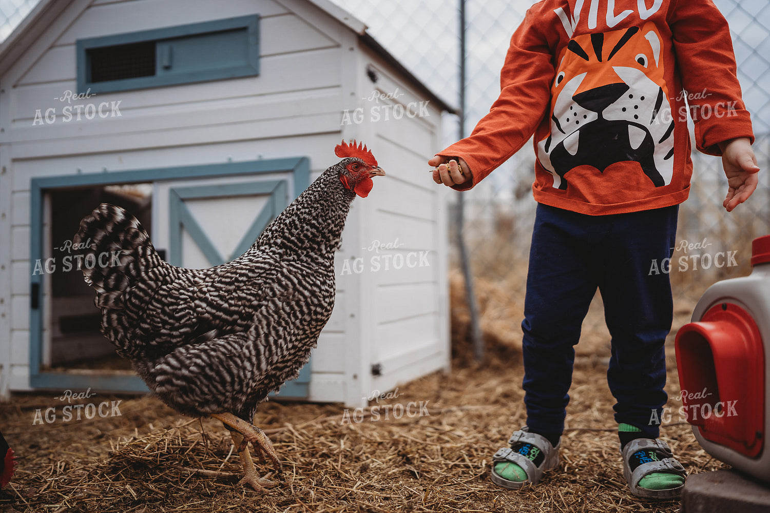 Backyard Chicken 196083