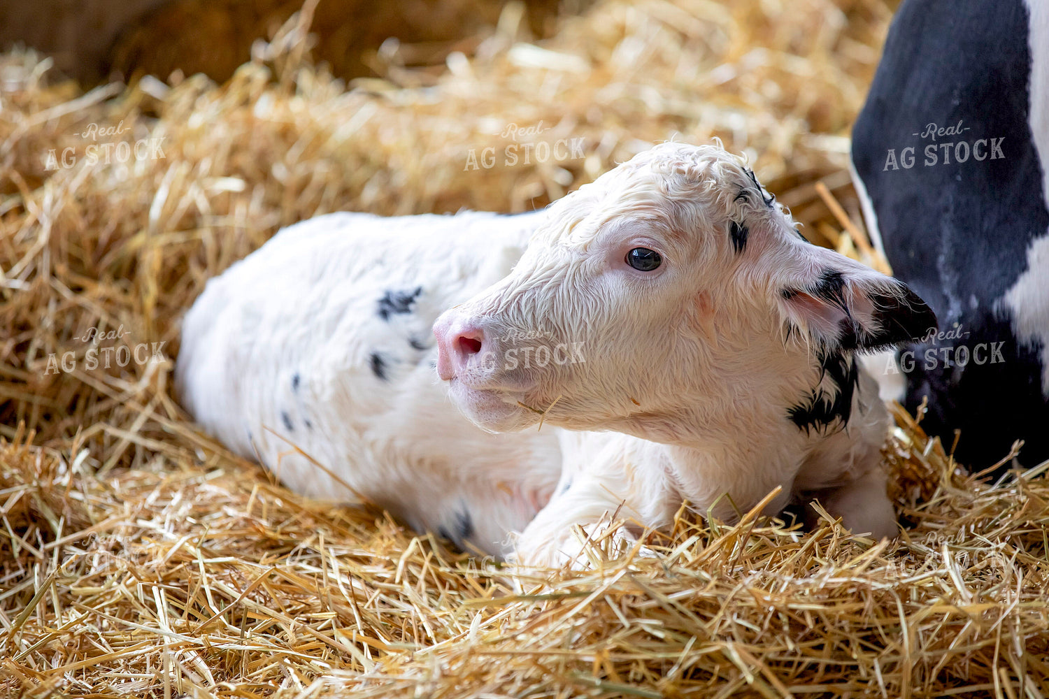Holstein Calf 55263