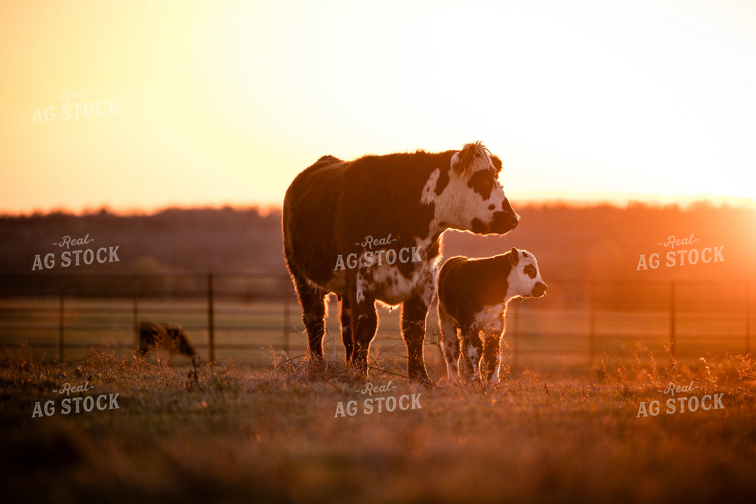 Cows Grazing at Sunset 219048