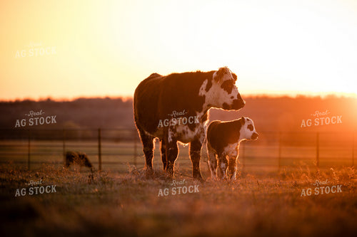 Cows Grazing at Sunset 219048