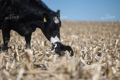 Cow Calf Pair on Cornstalks 72163