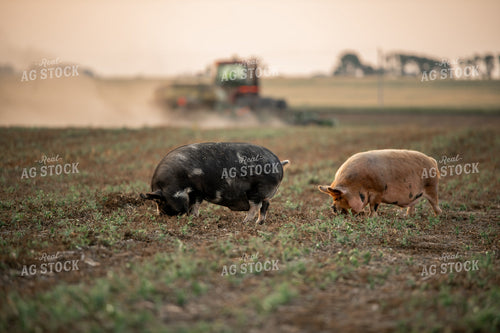 Pigs Eating Cover Crops 76430