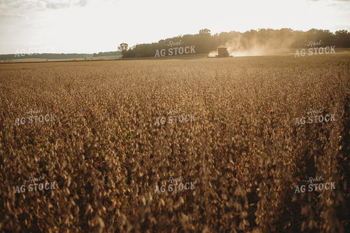 Combine Cutting Soybeans at Sunset 4824