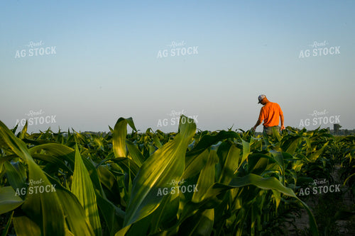 Checking Corn 191119