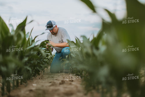 Farmer Takes Picture of Corn Plant 7844