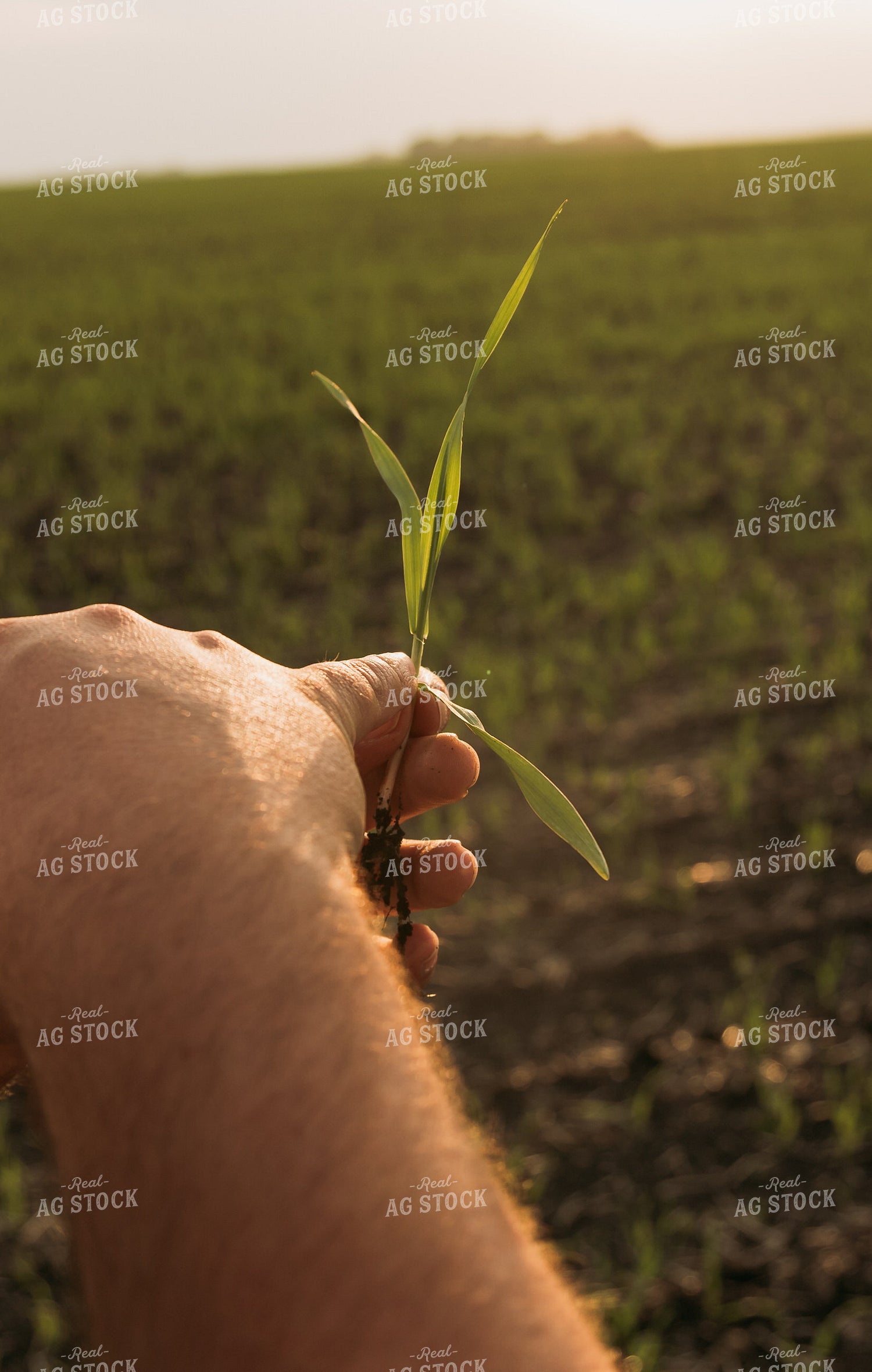 Farmer Scouting Sugar Beets 204009