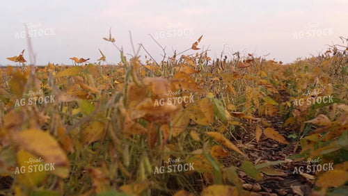 Soybean Video - Pulling Focus on Partially Dry Soybeans 2399