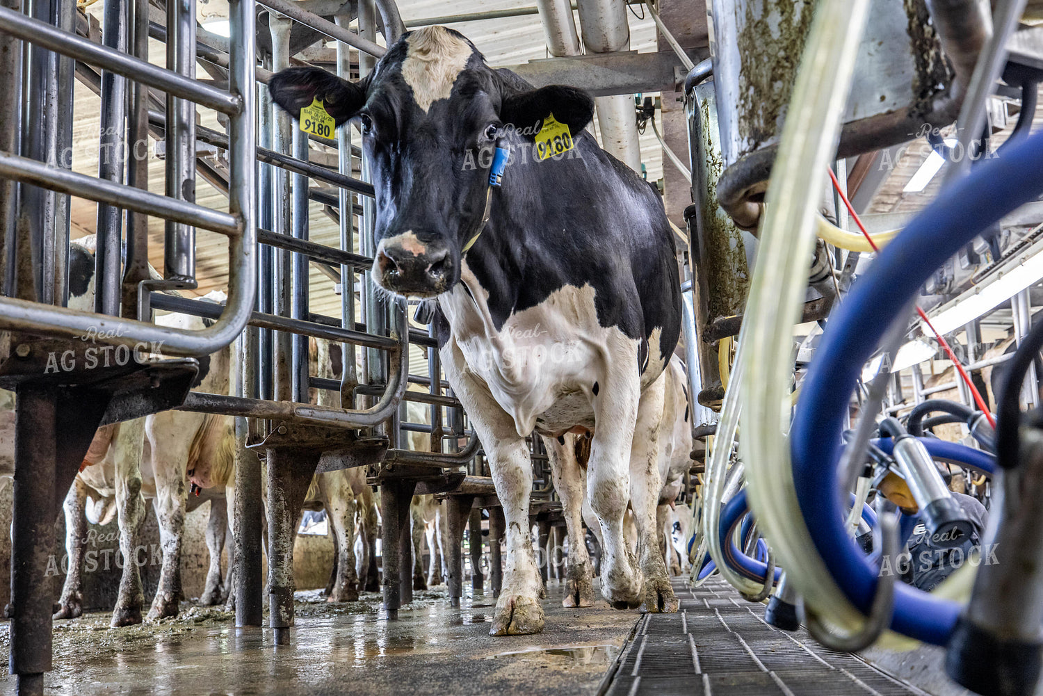 Milking Parlor 270029