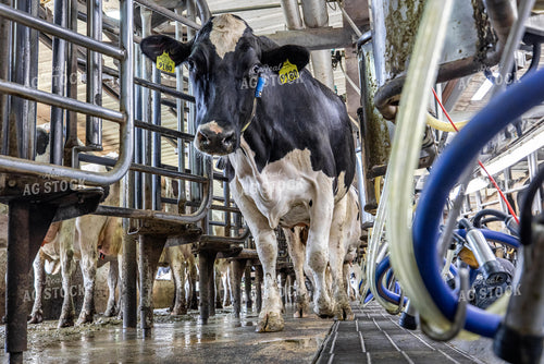 Milking Parlor 270029