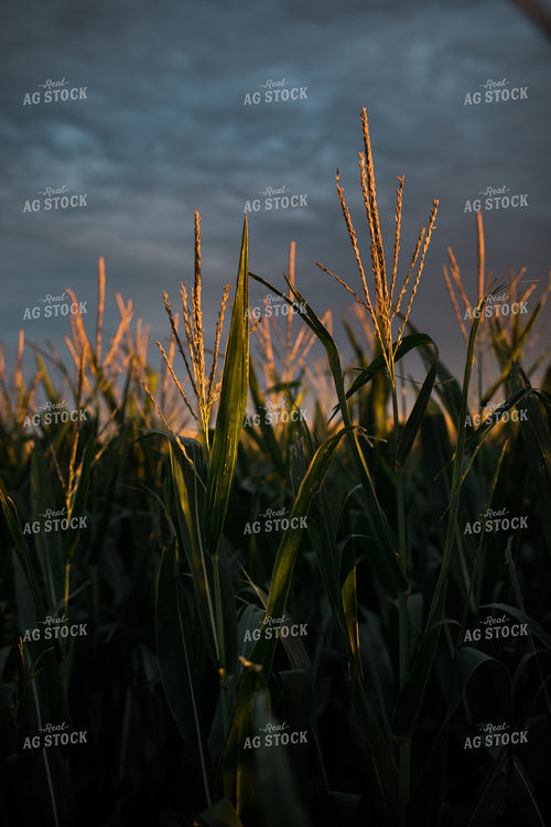 Corn Tassels at Sunset Dark Sky 3199