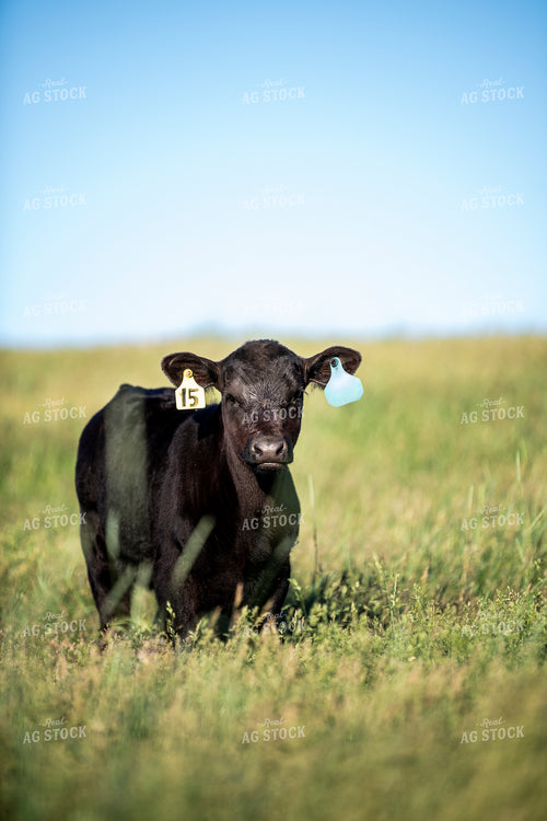Angus Calf 197019