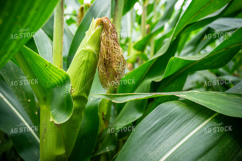 Corn Silks 149134