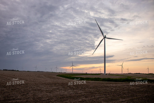 Windmills over Corn Field 67093