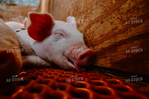 Piglet Laying Down 125075
