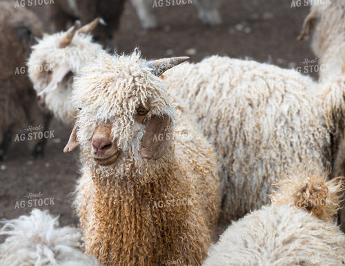 Colored and White Angora Goats 140002