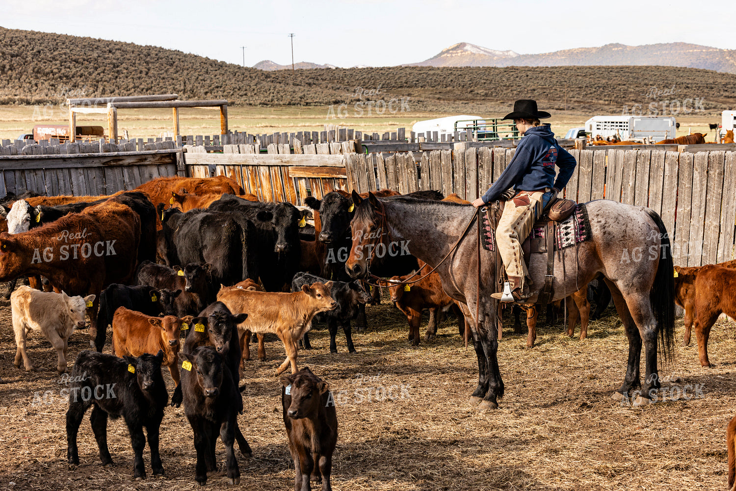 Gathering Cattle on Horseback 200047