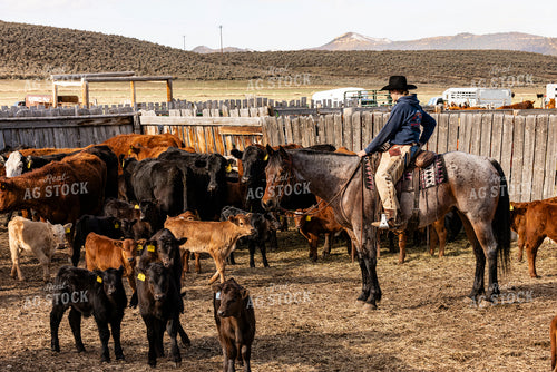 Gathering Cattle on Horseback 200047